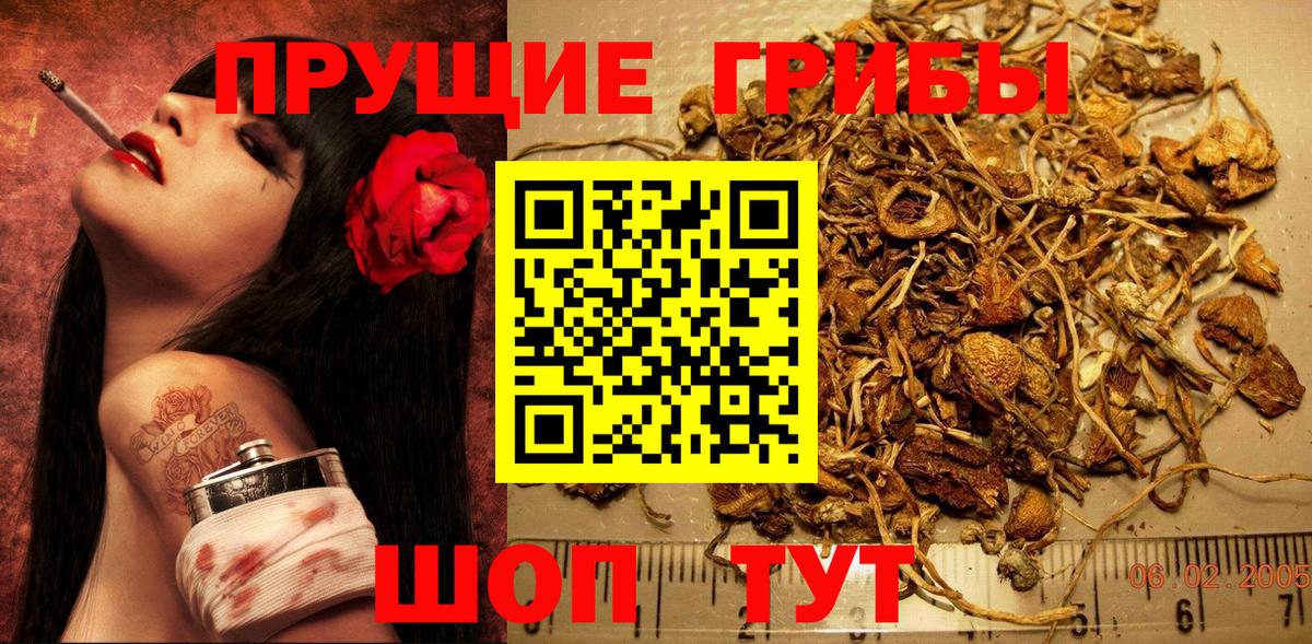 Псилоцибиновые грибы Psilocybe Морозовск